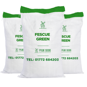 Fescue Green seeds