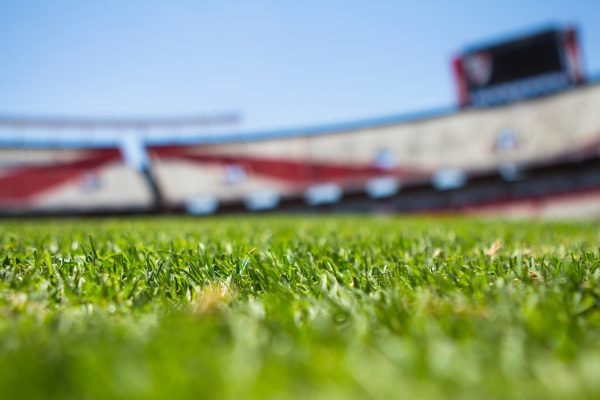 Stadium sports field grass